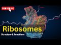 Ribosome Functions and Protein Synthesis