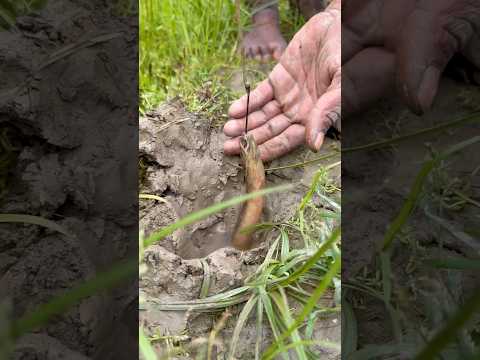 eel fish catching from rice field #fish #fishing #eel