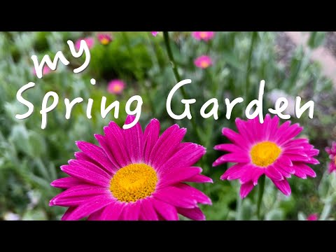 Visit My Garden | More Than Just Flowers |Spring 2024 | Feline Visitors | Perennials | Cats