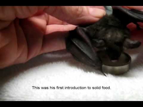 Lil' Drac The Orphaned Bat Is All Grown Up!