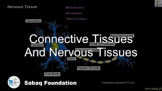 Connective Tissues And Nervous Tissues