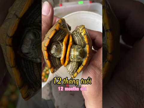 Quá trình phát triển của Con Rùa như thế nào ? Nhớ xem hết clip #traicabetta #bettasales