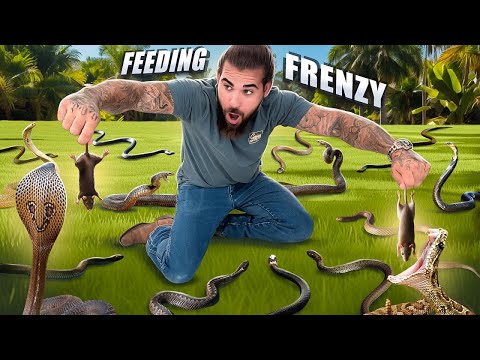 Feeding 20 VENOMOUS SNAKES!