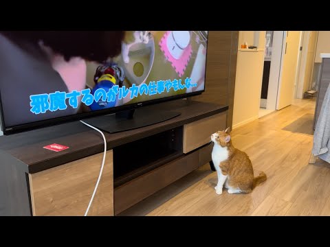 実家から届いたテレビに釘付けの猫。