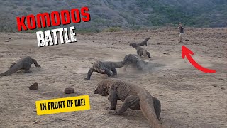 Komodo Dragons Fight! Right in front of Me!