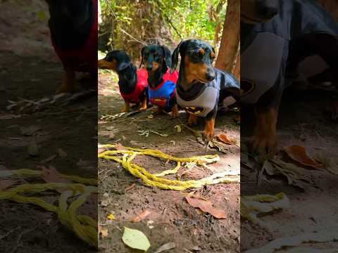 Los perros Superheroes ๐ฆธ๐ถ๐ฑ #perrosalchicha