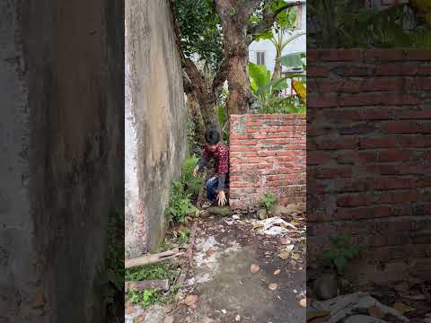 Hoá ra là một chú chó dễ thương - Turns out it's a cute dog #shorts