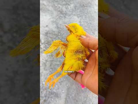 Bila waktu t'lah berakhir versi ayam warna warni #shorts