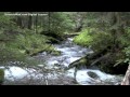 The Role of Streams in Ecosystems