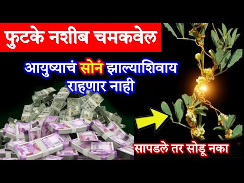 नशीबवान लोकांनाच मिळते हे तांत्रिक रोप सापडले तर सोडू नका भिकारीलाही धनवान करेल.!!