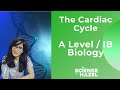 Understanding the Cardiac Cycle
