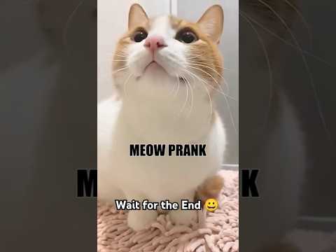 Meow Prank #funpataka #comedy #telugucomedy #funny #teluguentertainment #trending