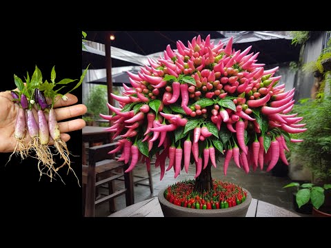 Best Tips to Grow Pink Tiger Pepper 🌶️