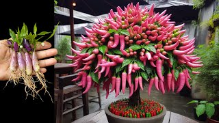 Best Tips to Grow Pink Tiger Pepper 🌶️