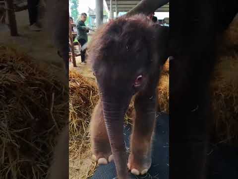 ELEPHANT COMEDY PART 107🤣🤣#aneesfamilyvlogs #trendingshorts #funny #viralshort #comedy #elephant