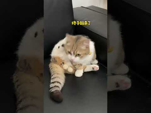 Why does the kitten seem to be weird? My cat and I? The fun of the cat owner? The growth diary o