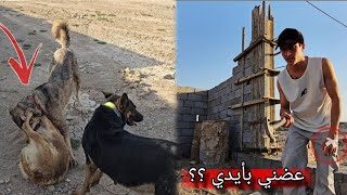 دفاع كلبي العملاق على لوسي الحامل 😨 كملت الجزء الناقص من المزرعة 🌴