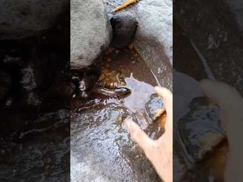 Mencari ikan channa limbata di kubangan - IKAN CHANNA #shorts #channa #limbata #viral