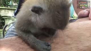Baby Monkey VS Hairy Legs WTH? #Macaque #babymonkey #funnyanimal #monkey