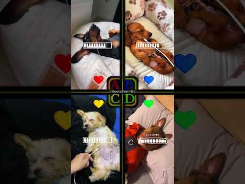 Cute Dogs! | ogtinypickles vs slinky pr vs lopezjess0105 vs seuamigopitbull #shorts #dogs #cutedogs