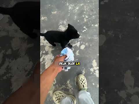 🐾¡El Perro Detective Que Encontró al Gato Perdido!🕵️♂️🐶