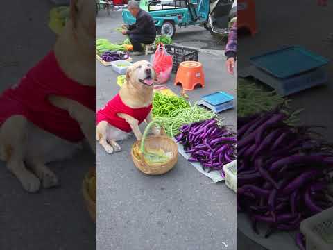 善良小狗買一籃菜回家路上送給老人，主人以為狗把錢丟了