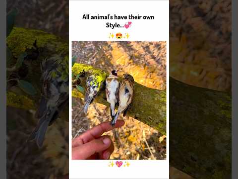 All animal's have their own style😍 !! #cute #funny #youtubeshorts #animals #shorts #viralvideo #love