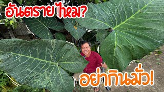 ตูนก้านดำใหญ่ยักษ์! ทำกับข้าวกับพ่อ พ่อบอกกินได้ ลองทำกินกันดู