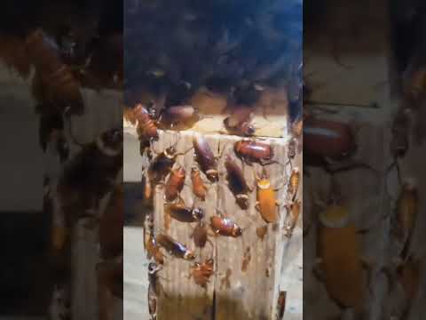 Why Farm Cockroaches ?