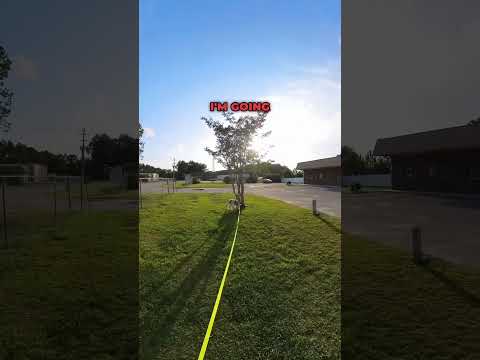 Mr Bark Walberg the sad shelter dog learning to walk :) good tips for fearful dogs here!