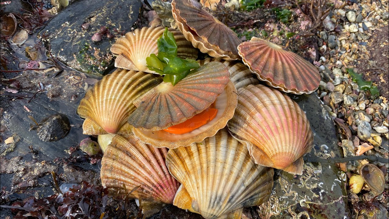Coastal Foraging for Scallops - Cockles, Clams and Crabs - Delicious Beach Cook up - The Fish Locker