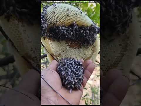 मधुमक्खियां इन Beekeepers को नुकसान क्यों नहीं पहुंचातीं?