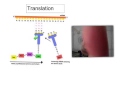 Mutations and Transcription Processes