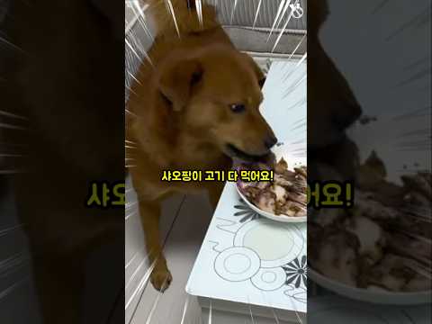 삼겹살 못 참지! / 억까란 억까는 다 당하는 억울한 개 샤오팡 26