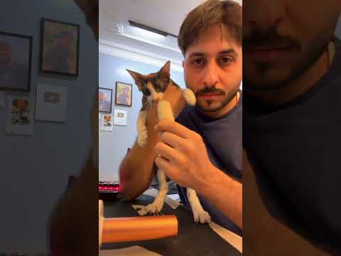 #cat #catfunny #اكسبلور #catvideos #قطتي #قطط #funnycatvideos #funny #funnyanimal #ضحك