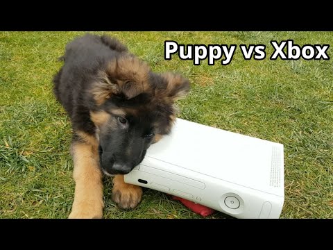 Cute Puppy vs Xbox -The Diary Evo the German Shepherd Dog Day 75