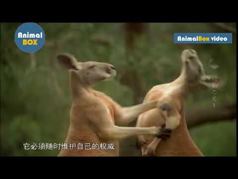 [動物之愛] - 澳大利亞的一天, 袋鼠的求偶過程 - 高清HD - YouTube(2分27秒)