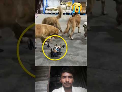 dog #dog #doglove #satatus #shortvideo