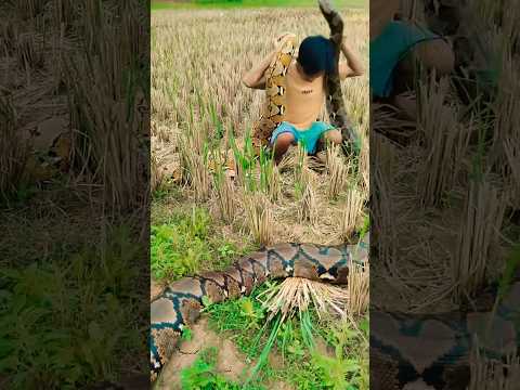 Inilah Abo ular sanca yang tenang dan jinak