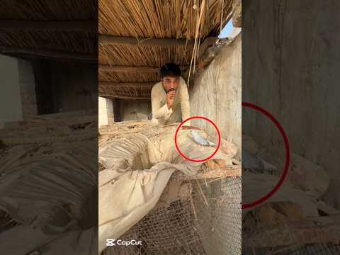 catch a china dove #shortvideo #youtubeshort #shorts #petvideo