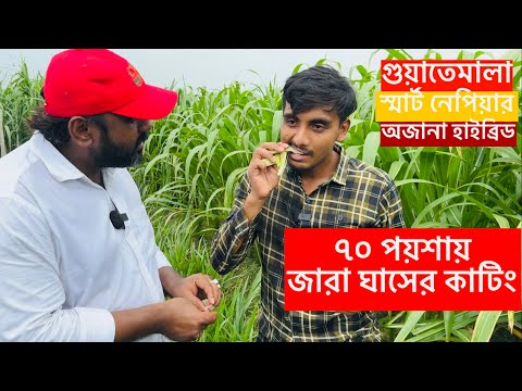 আমেরিকান 5G গুয়াতেমালা সহ জারা, স্মার্ট নেপিয়ার ও অজানা ঘাসে বিশেষ অফার। মাত্র ৭০ পয়শায় ঘাসের কাটিং।