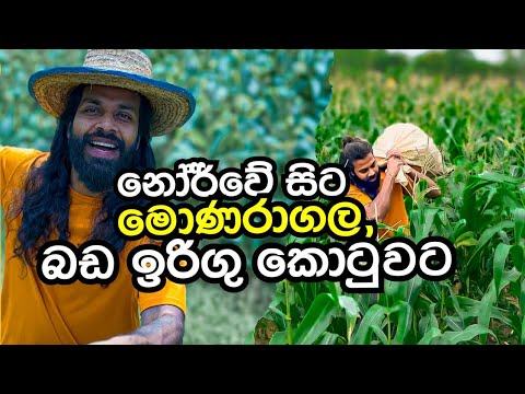 ඩ්‍රෝන් එකෙන් ගිරව් එලවීම. I used my drone to protect the corn feild