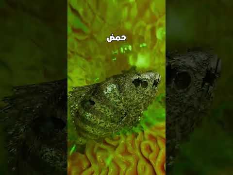 ماذا يحدث اذا قمت بابتلاع سمكة حية .