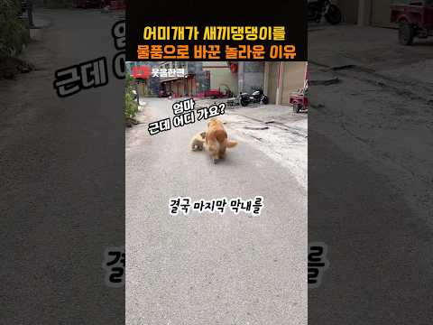 어미개가 새끼댕댕이를 물품으로 바꾼 놀라운 이유