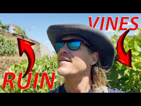 Unbelievable Opportunity: Owning A Vineyard In Portugal! | S5E7