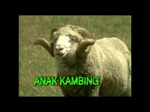 Lagu Anak Indonesia - Anak Kambing [HD]