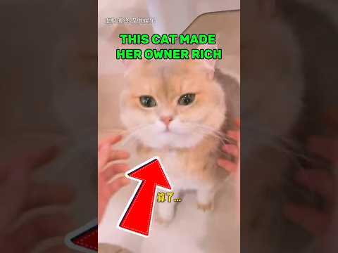 This Owner Proves His Cat's LUCK😂 #shorts #cat #funny