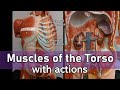 Muscle Functions and Actions