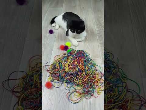 Funny Cat Barsik Beads 🟡❤🌈 Satisfying Reverse Video