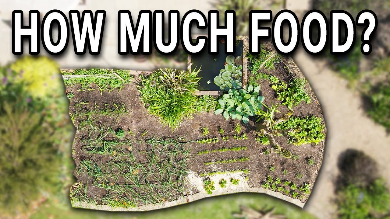 1 Year of Growing Food – A whole season of vegetable gardening